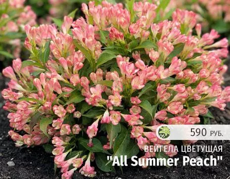 All Summer Peach